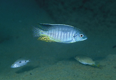 Lethrinops sp. 'marginatus liuli' Liuli